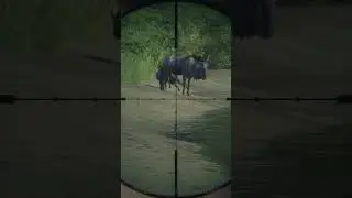 Wildebeest feast #thehuntercallofthewildgameplay #hunting #pcgaming #videogames #videogaming #games