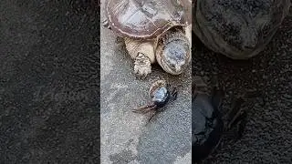 LIHATLAH KECEPATAN KURA-KURA INI MENANGKAP KEPITING #kurakura #kepiting #makan #hewan  #hewanunik