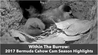 Within The Burrow: 2017 Cahow Cam Season Highlights
