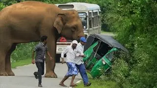 An angry,ferocious elephant attacks a three-wheeler😱🐘#hunting #attack 😱😱