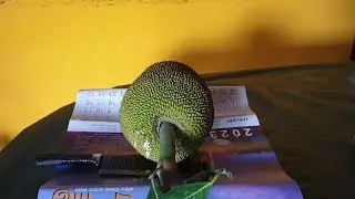 কাঁচা কাঁঠাল কাটার সহজ ও সুন্দর পদ্ধতি। EASY AND NICE METHOD OF CUTTING A RAW JACKFRUIT.