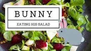 Bunny Eats Entire Lion