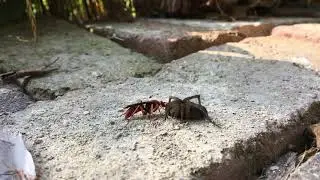 Pompilid wasp dragging off wolf spider