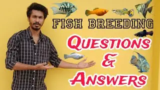 Molly and Guppy Fish Non-stop breeding Tip LIVE QUESTION AND ANSWER SESSION