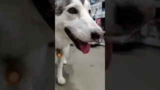 Wolamute happily strut through Stores  #dogs #pets #shorts #happy #cutestdog