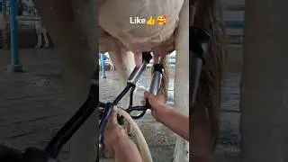 Biggest Cow Ever?! You Won&rsquo;t Believe This Milk Flow!🥰🥰#farming #animallovers #cow #baffalo