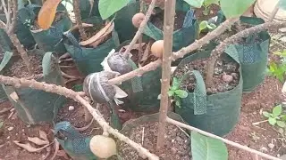 Alporquia em frutíferas adultas mamei mapreng canistel melhor mês para fazer alporquia enxerto 