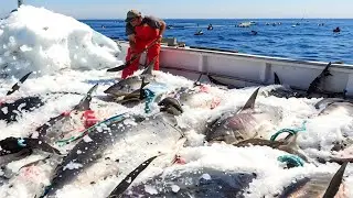 Bluefin Tuna Farm, Harvesting and Processing Millions of Fish in The Factory   Net Fishing Tuna