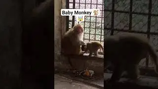 Baby Monkey 🐒 in Vehari Zoo and eat food #monkey #shorts #viral #youtubeshorts