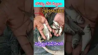 Fish seed delivery by sai 🐟🐠 //7989562881// #fish seed farm #fishing #fishcatchi