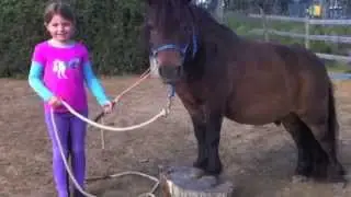Natural Horsemanship at Shetland Pony Club