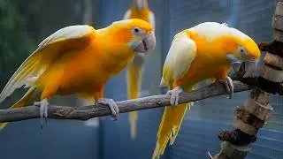 Rare Beauty Lutino Macaw💛 Exotic Bird Beauty