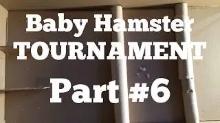 Baby Hamster Maze Race Tournament #6 | semifinals! | Baby Hamster Race