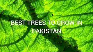 best tress to grow in Pakistan - trees with names & pictures | water crisis