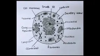 How to draw an animal cell easily | Animal cell diagram | Animal cell |Cell