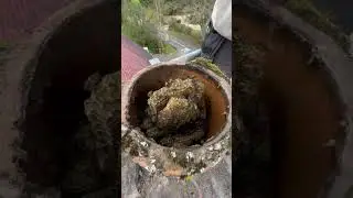 Honey bees in a chimney ! #beekeeping #nature #wildlife