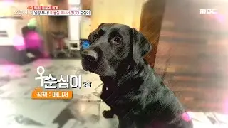 [생방송 오늘 저녁] 열정 부자! 미용실 매니저 견(犬) 순심이 20200420
