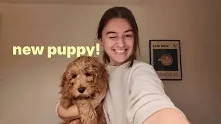 Preparing for my puppy (and the moment I met her)
