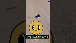 Diffidenza 😒 tra gatti 🐱