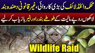 Wild Life GRAND OPERATION Against Illegal BIRDS Smuggling | Bol Watan Official