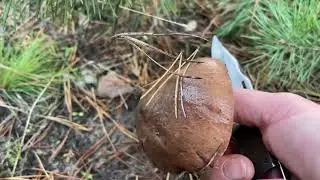 🍄 МАСЛЯТА ГИГАНТЫ! МОЙ САМЫЙ БОЛЬШОЙ УЛОВ В 2022 ГОДУ
