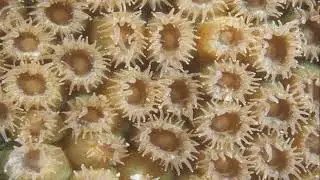 Coral Reefs | Formation of coral reefs | Types of coral reefs