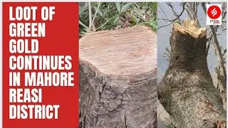 Loot of green gold continues in Mahore Reasi District