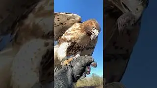 Crisco, my red tailed hawk, coming back after a hunt! #hunting #hawk #falconry