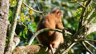 Mom Monkey Protects Baby &mdash; Heartwarming Wild Moment