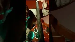 It&rsquo;s a DataBass #bassistsofyoutube #uprightbass