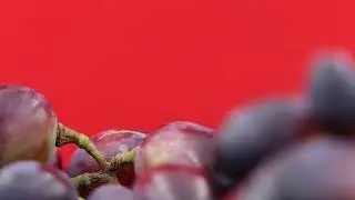 A detailed view of fresh purple grapes spinning on a red background.