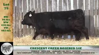Lot 75 CCA 2018