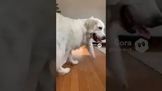 A cat that grabs a dog's tail and won't let go #baby #dog #cat