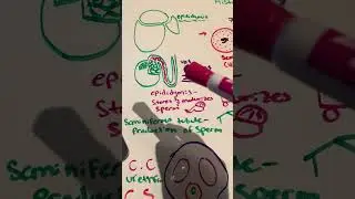 Teach me project 3: Histology Testis and Epididymis