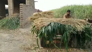 Village Lifestyle | Pakistan Village Lifestyle | Desi Village | 76 GB | Faisalabad