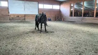 Ground Tying a Young Stallion  Building Responsibility