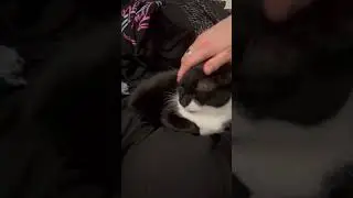 Oreo has never done this either! #cats #shortsvideo #youtubeshorts #trending