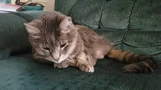 Happy 19th Birthday, Shamrock Douglas Murphy - Mom Sings to Kitty Son