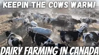 Bedding, Feeding and Door Issues