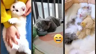 Cute Animals 😅 funny cats talking 🥰 #mewmew Ep 8082