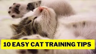 10 Easy Cat Training Tips - Cat Training / Cat Grooming