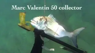 Daurades et mulets au MV roller corail.