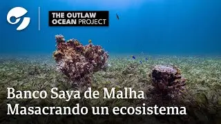 Уничтожение экосистемы: BANCO SAYA DE MALHA | Автор: The Outlaw Ocean Project