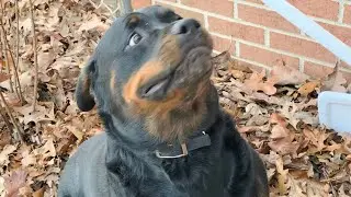 Freya Actually DID FRISBEE! Noisy Mower // Thunder Gets Side - Butted & Pups' Mom Happy To See Me! 