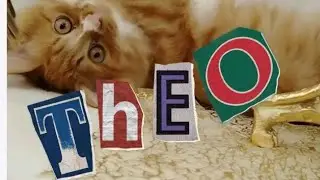 🐾 Котик Тео — смешные и очаровательные моменты дома