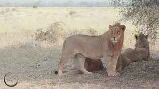 Young Male Joins the Savuti Marsh Pride