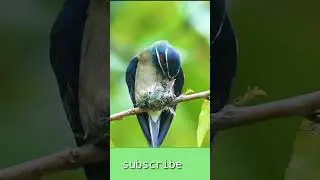 Mother bird and baby bird.#trainding #birds #railbird #animalshorts