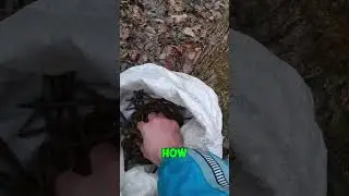 How Nails Saved Our Forest! 🌿