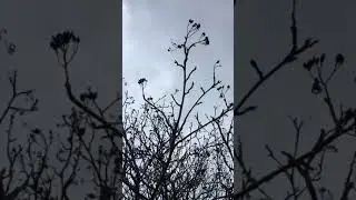 Swedish whitebeam - branches & twigs - December 2019