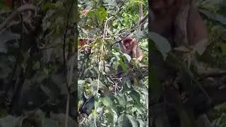 #worldschooling #unschooling #birthday #borneo #travelwithkids #travelfamily #travel #monkey #school